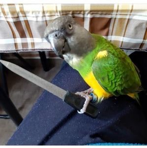 Meet your Posher, Lillian